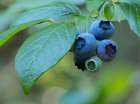 Washington State. Ripe blueberry fruit and green leaves Art Print